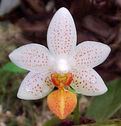 Phalaenopsis Mini Mark 